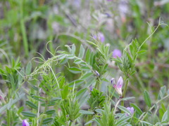 Vicia sativa