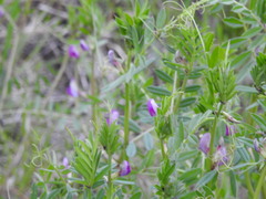 Vicia sativa