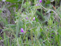Vicia sativa
