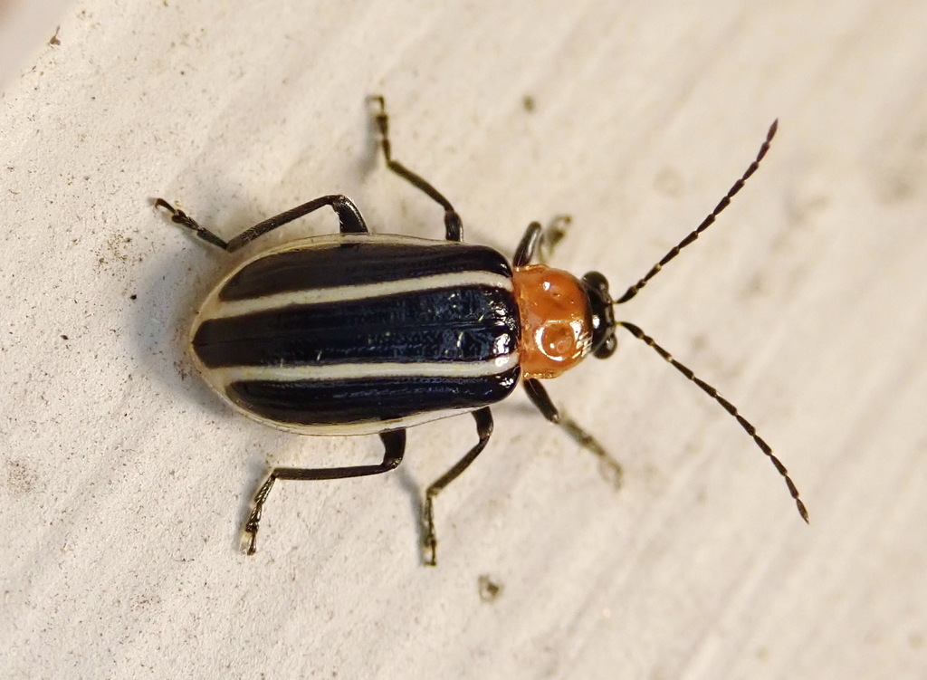 Narrow-lined Cucumber Beetle
