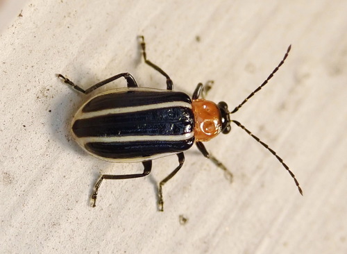 Acalymma vinctum (J.L.LeConte, 1878)