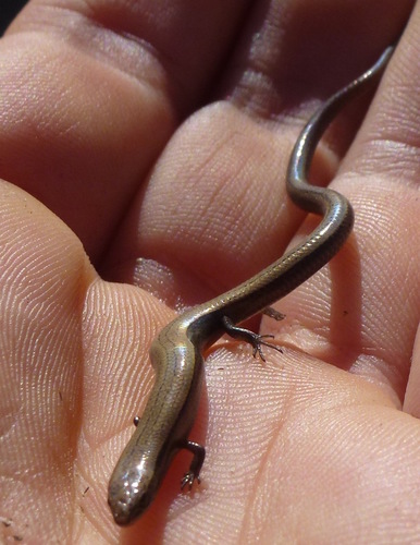 Rüppel's Snake-eyed skink
