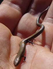 Ablepharus rueppellii