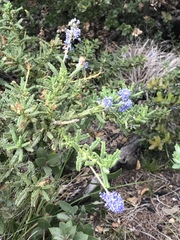 Ceanothus papillosus