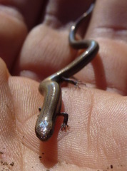 Ablepharus rueppellii