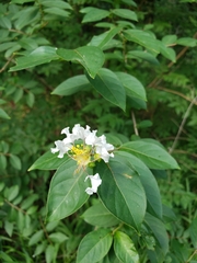 Lagerstroemia subcostata