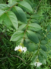 Lagerstroemia subcostata