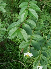 Lagerstroemia subcostata