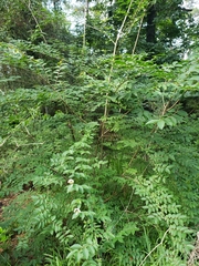 Lagerstroemia subcostata