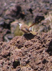 Ochetorhynchus ruficaudus