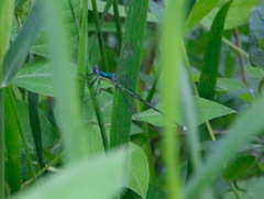 Lestes inaequalis