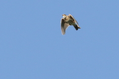 Lullula arborea