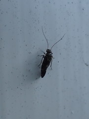 Nimbopsocus