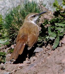 Ochetorhynchus ruficaudus