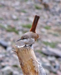 Ochetorhynchus ruficaudus