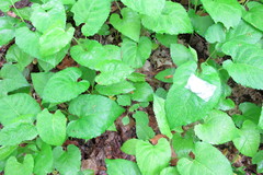 Eurybia schreberi