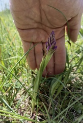 Anacamptis pyramidalis