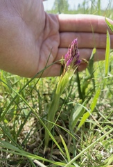 Anacamptis pyramidalis
