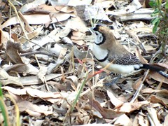 Stizoptera bichenovii bichenovii