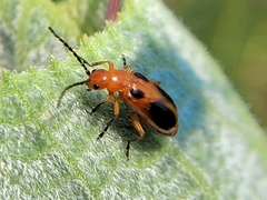 Phyllobrotica sororia