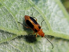 Phyllobrotica sororia