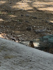 Notocitellus annulatus