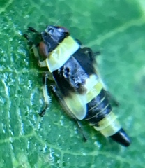 Eupterycyba jucunda