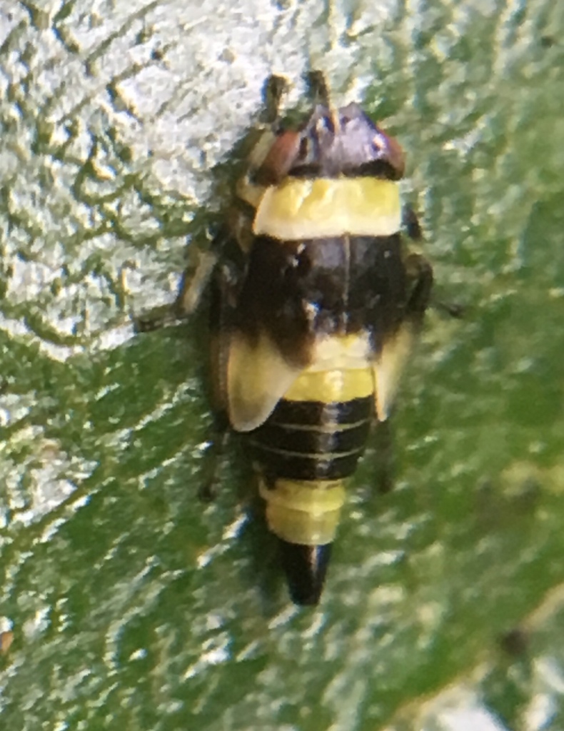 Eupterycyba jucunda