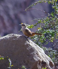 Ochetorhynchus ruficaudus