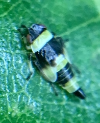 Eupterycyba jucunda