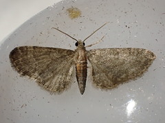 Eupithecia haworthiata