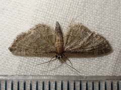 Eupithecia haworthiata