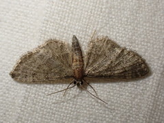 Eupithecia haworthiata