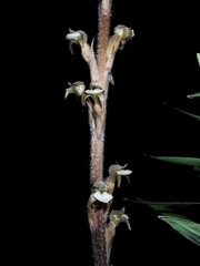 Sarcoglottis schaffneri