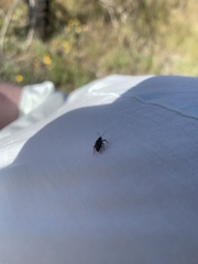 Otiorhynchus rugosostriatus