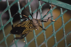 Pachylis acutangulus