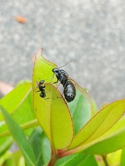 Camponotus japonicus