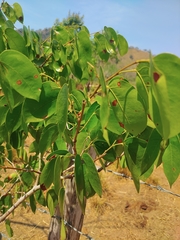 Colophospermum mopane