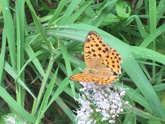 Argynnis laodice
