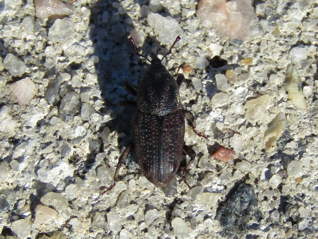 Sphenophorus rectus