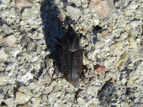 Sphenophorus rectus