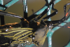 Pachylis acutangulus