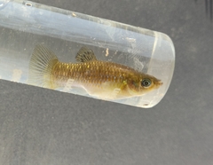 Poecilia maylandi