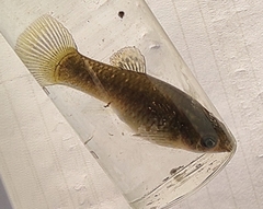 Poecilia maylandi