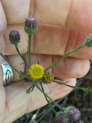 Erigeron greenei