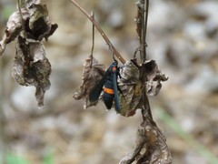 Sannina uroceriformis
