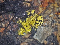 Pelophylax