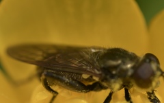 Chalcosyrphus nemorum
