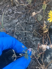 Astragalus rattanii jepsonianus