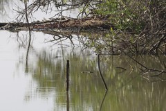 Crocodylus acutus